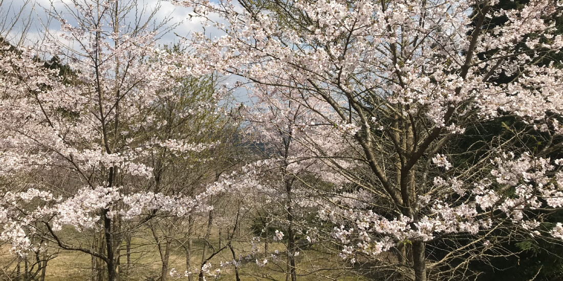 桜の谷のイメージ